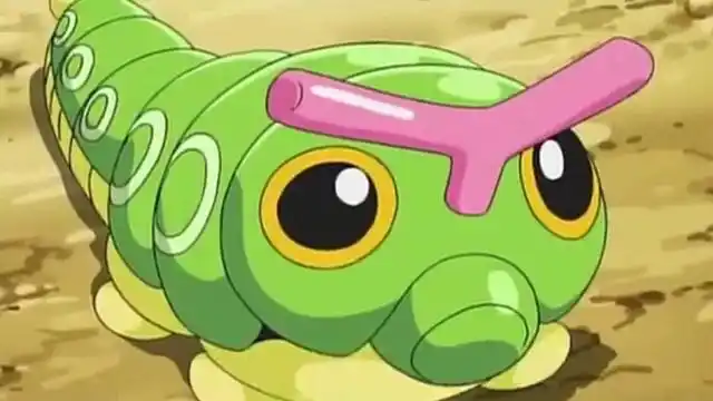 好肥的一条绿毛虫,最容易进化的宝可梦!