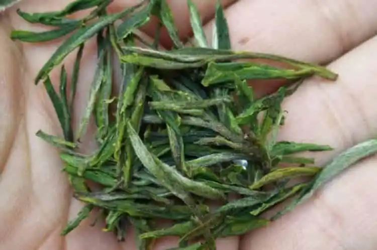 紫笋茶的功效与副作用_紫笋茶适合什么人喝?