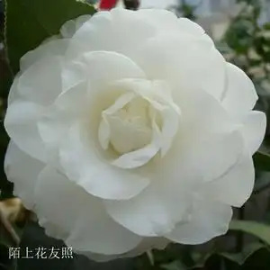 白雪塔茶花