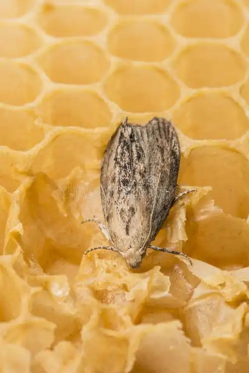 蜡螟把卵产在蜂窝(beehive)里蜂蜡,含有"酯类化合物高度多样化的混合