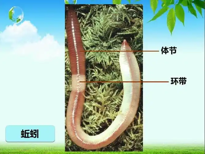 体节 环带 蚯蚓