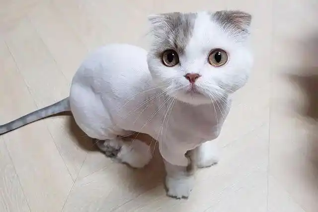 把猫咪剃光,猫咪就不会掉毛了?拜托,给猫咪留点面子吧