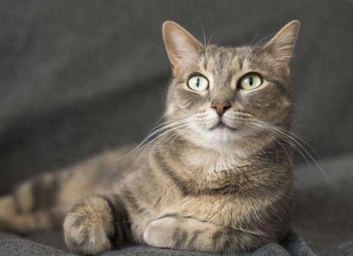 猫咪品种大全之中国狸花猫