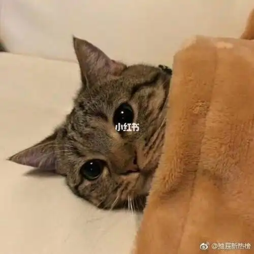 就像睡了枕妖,吸了阳气