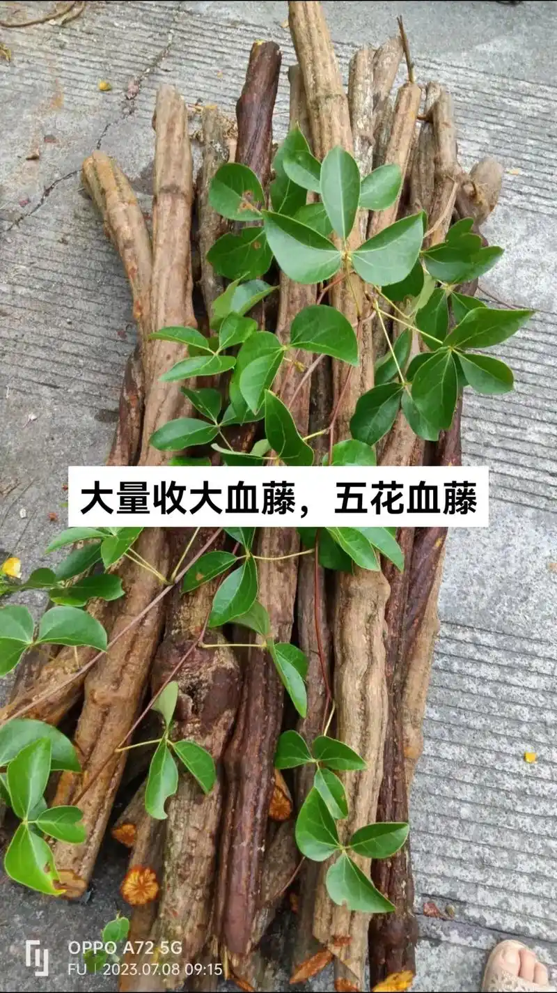 野生药材 #大血藤,大量收 - 抖音