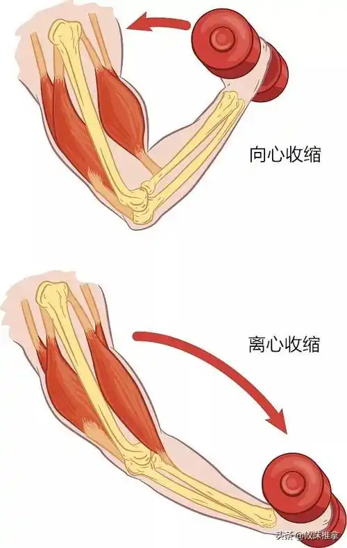 肌肉的收缩方式: 1,向心收缩 2,离心收缩 3,等长收缩 如下图所说