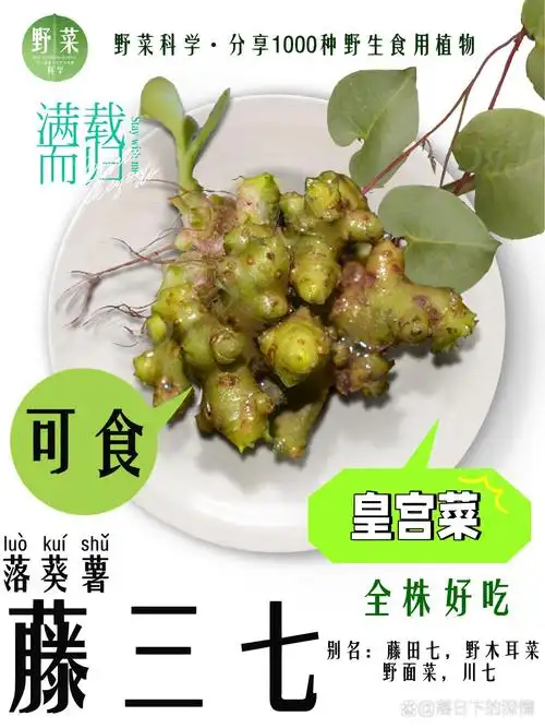 野菜011•藤三七,路边到处都是,你们咋吃