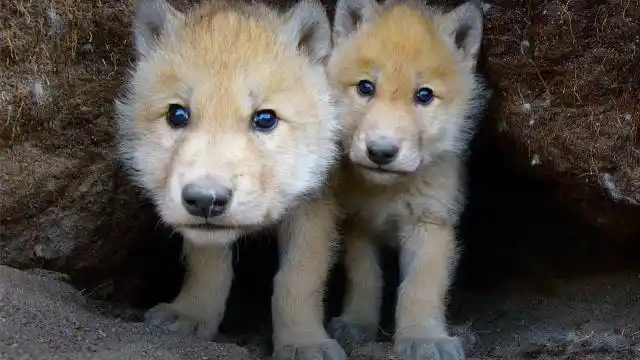 老外的野外纪实,这两只小狼崽子还有点呆萌可爱,怎么回事?