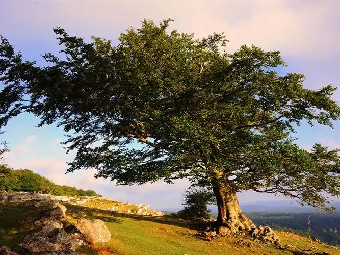 壁纸 一棵树在山上,夏天 1920x1080 full hd 2k 高清壁纸, 图片, 照片