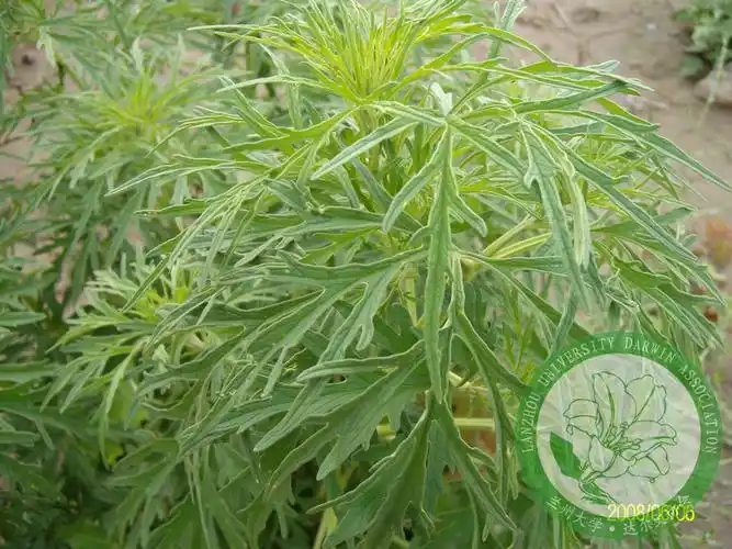 也可能是一种益母草: 如下图