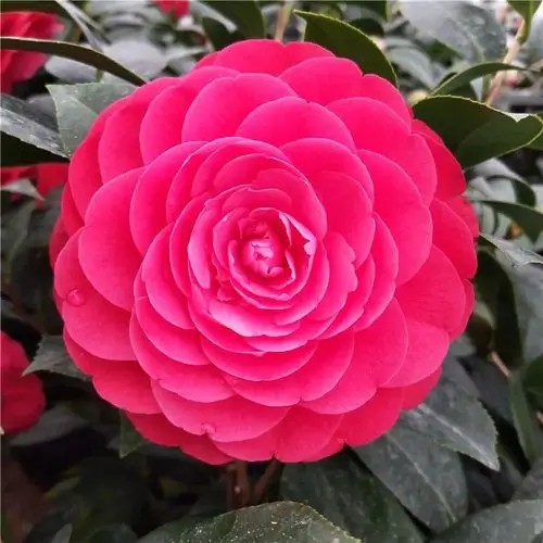 赤丹茶花树苗花卉盆栽香妃大红色年宵客厅树冬季阳台种的花绿植山