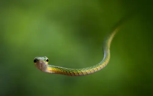 青蛇和绿色背景