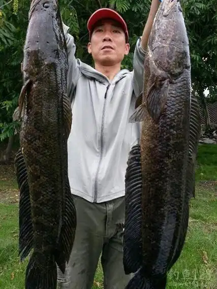 草塘路亚到两条巨型黑鱼