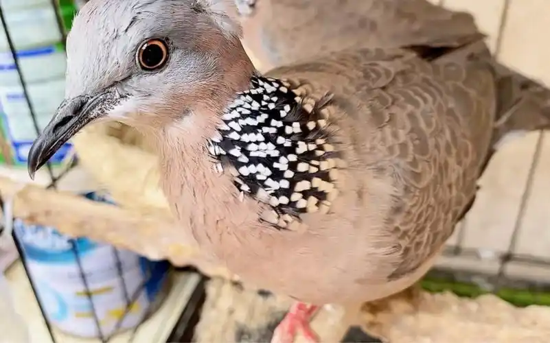 斑鸠是怎么分公和母的?公和母到底有哪些不同?