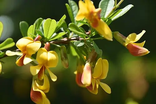 北京动物园的锦鸡儿2