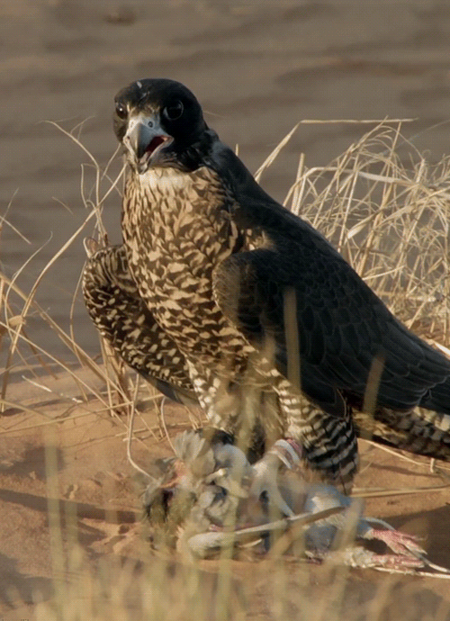 老鹰动物犀利飞翔gif动图_动态图_表情包下载_soogif