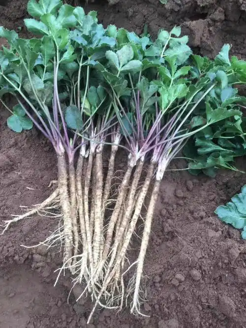 沙参鲜货!(现挖,统货,包质量)正宗的原产地!可以来实地