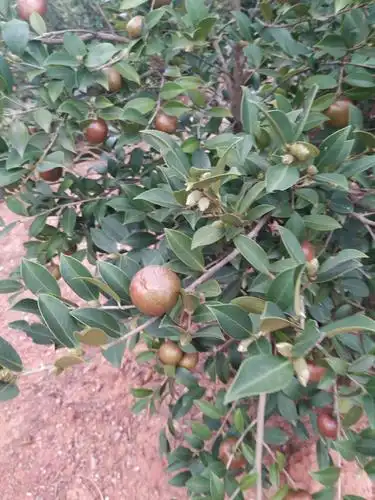 祁东砖塘镇石山堰村绿油油的致富油茶树