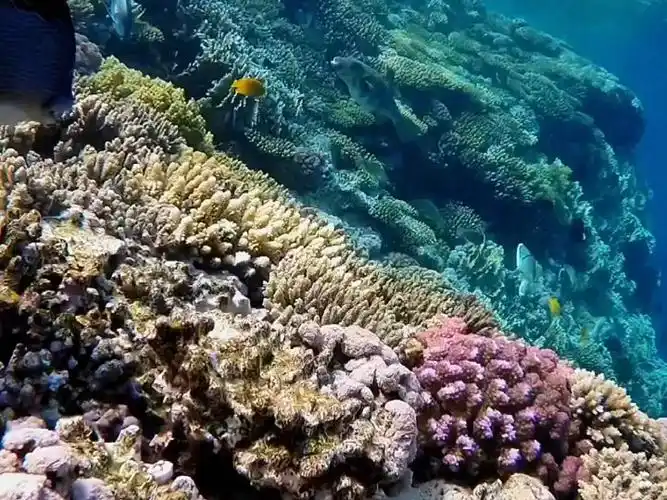 一起看看海底世界!奇妙的海洋生物