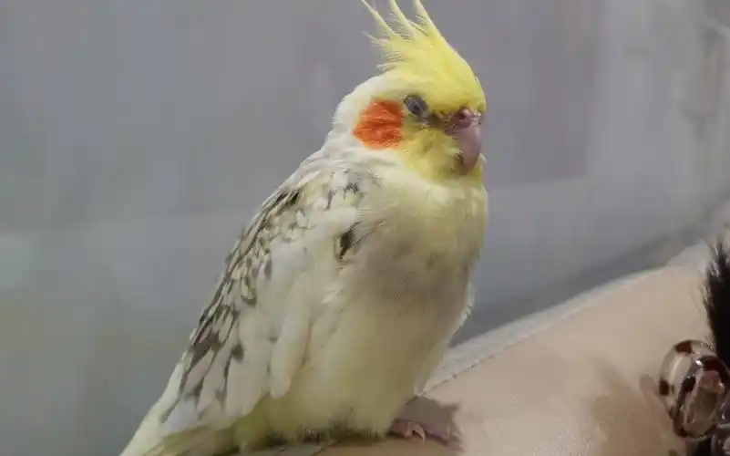 玄凤鹦鹉珍珠摸摸头