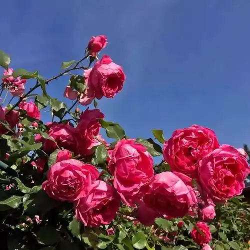 中老年头像大全:女人微信头像花朵唯美图片