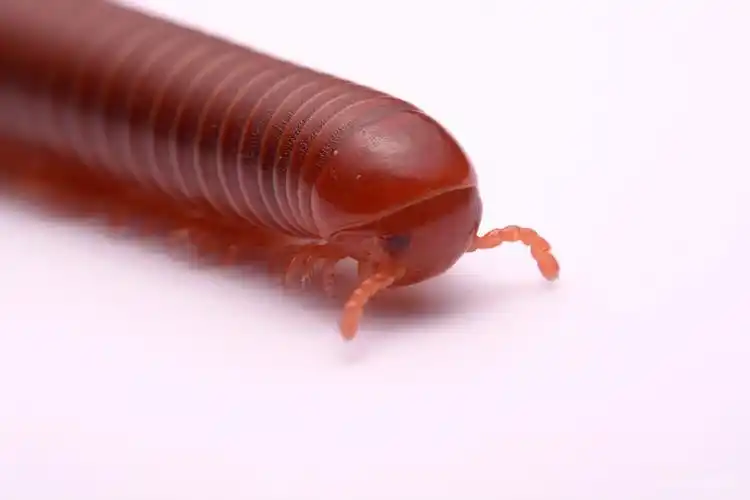 特写_千足虫_红色_白色背景_白色_高清图片_全景视觉