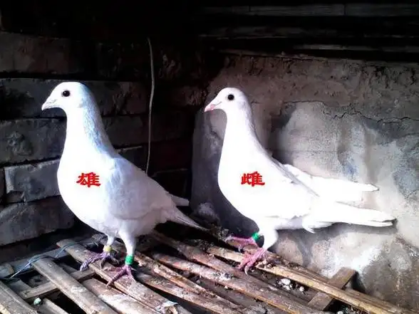 鸽子如何区分公母