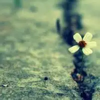 可爱图片头像物品点击鼠标右键下载