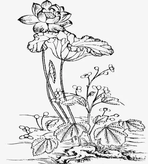 禅意莲花图案简笔画