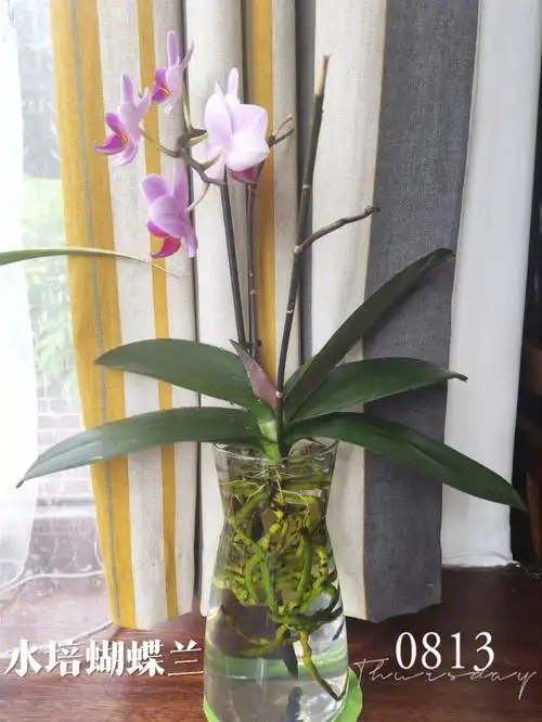 水培蝴蝶兰第25天