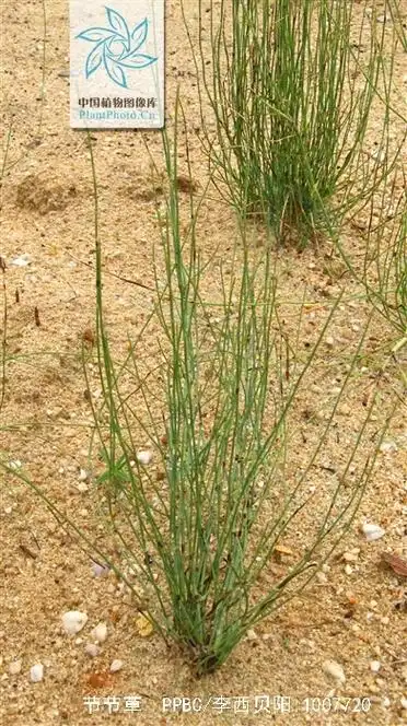 节节草(节节草又叫什么名字)