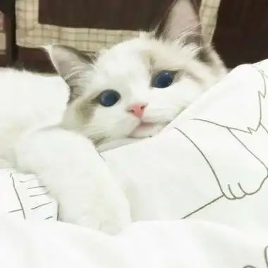 可爱的猫头像超清 超清超萌的猫咪可爱微信头像图片_动物头像_美头网