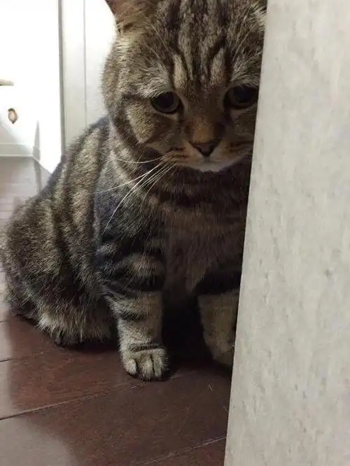猫咪躲在墙角,模样让人心疼,抱出后恍然大悟原来是自作自受!