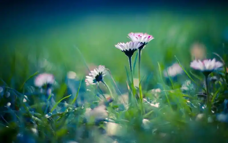 唯美意境植物电脑桌面壁纸2