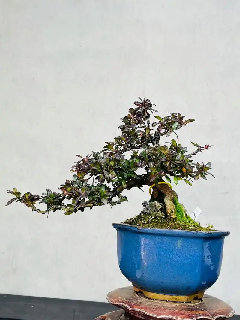 进口盆景 #杜鹃盆景 #皋月杜鹃 #别墅庭院植物 八尺之镜 - 抖音