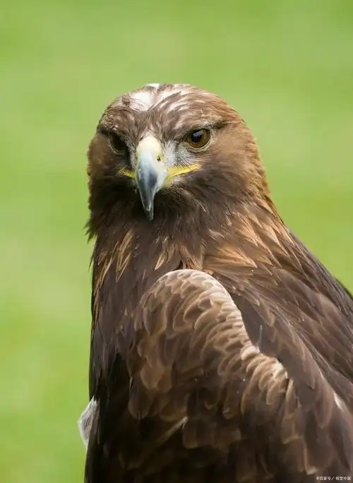 金雕:高空猎手的壮丽故事