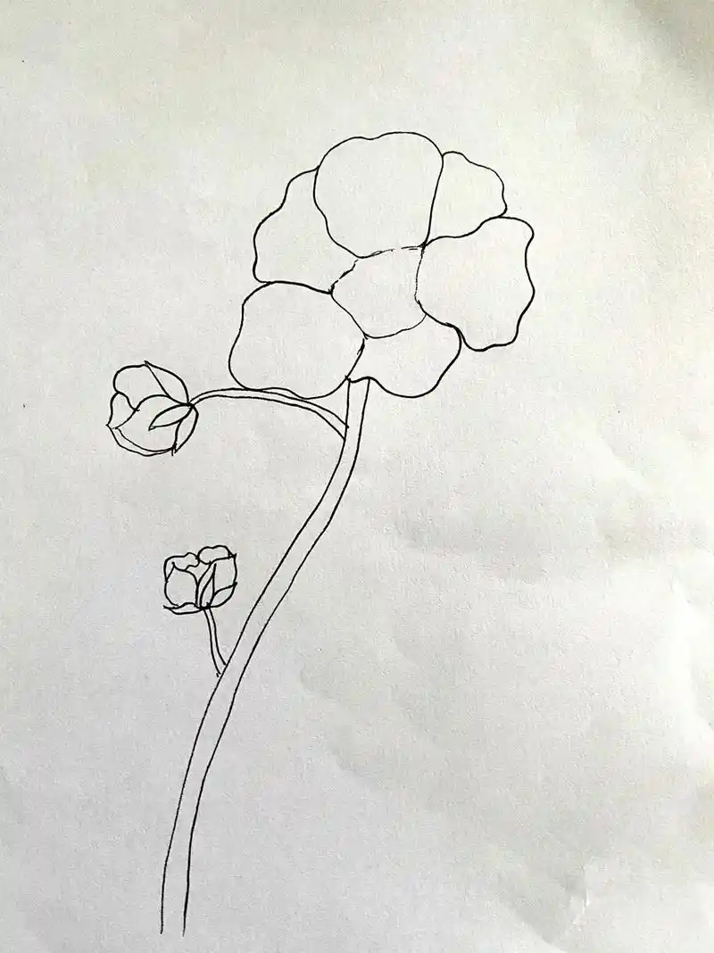 线描 今天是简单的山茶花!#山茶花 #灵感创作 - 抖音