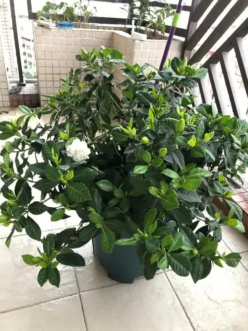 北向阳台的栀子花花苞爆满