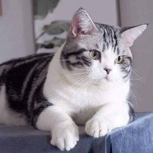 美国短毛猫的"七个缺点",能接受的人都是真爱,了解一下!