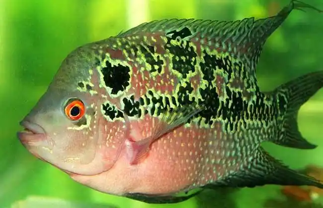 3,德萨品系罗汉鱼:德萨品系比较容易见到的是红德萨