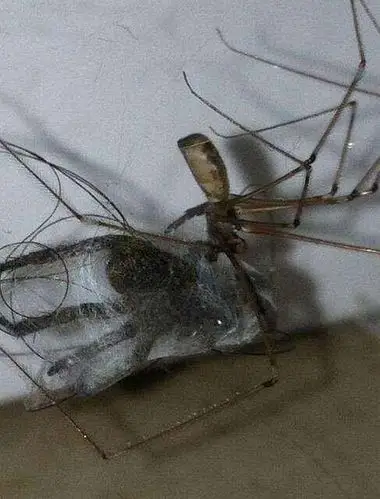 17张照片证明蜘蛛才是地球上最恐怖的生物