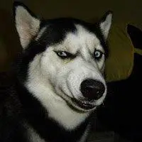 哈士奇眼神犀利头像