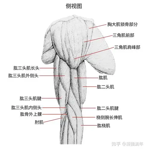 坚持学画:人体结构之肌肉部分——上臂肌 - 知乎