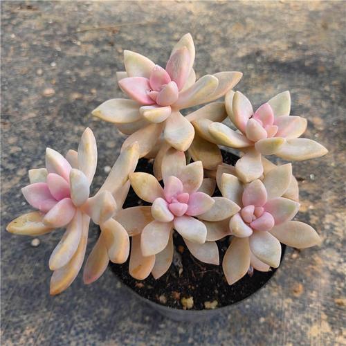 老桩淡雪幽灵公主多肉植物萌肉肉盆栽办公桌面花卉防辐射净化空气