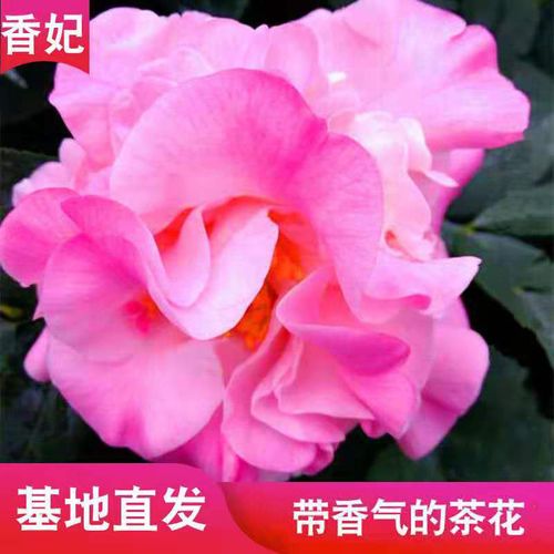 香妃茶花盆栽山茶花树苗花卉绿植室内阳台庭院好养易活开花浓香型