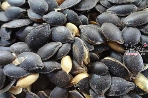 黑南瓜子的食用方法和好处