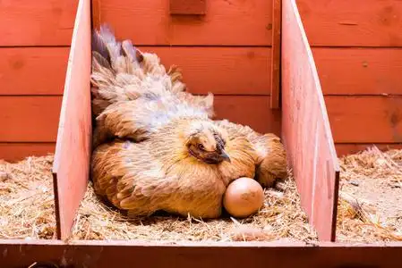 母鸡在笼子里图片