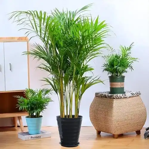 客厅绿植的选择