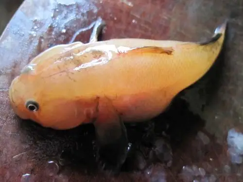 3.25 沙角解毒 - 钓鱼部落-钦州360网 - 讲述老百姓身边的故事!