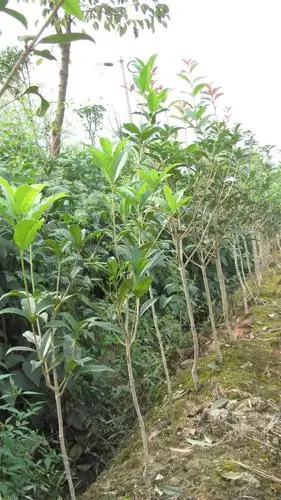 批发移栽桂花树苗80-120公分保质保量独特保鲜保装规格全价格低